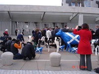 cows and calves outside parliament