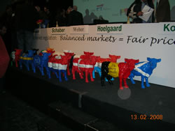 14 little Faironika cows